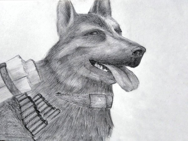 Овчарка Джульбарс