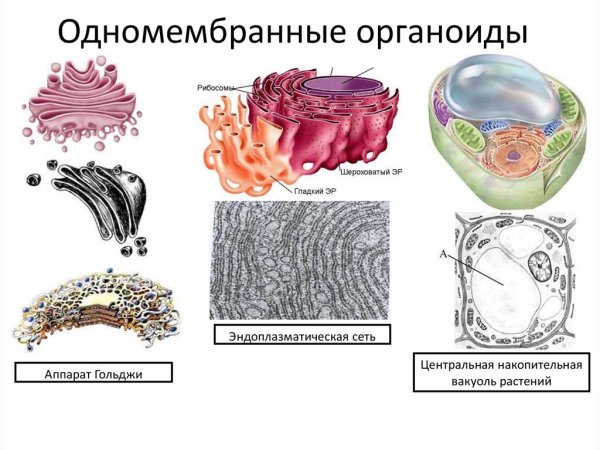Одномембранные органоиды картинки (50 фото)