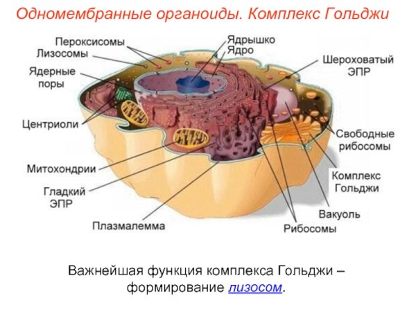 Строение одномембранных органоидов клетки