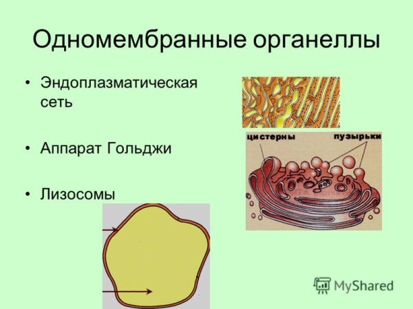 Одно месебранные опганоиды