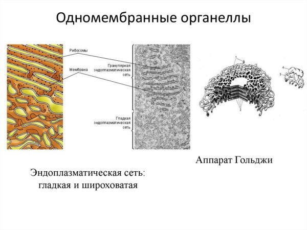 Аппарат Гольджи одномембранный органоид
