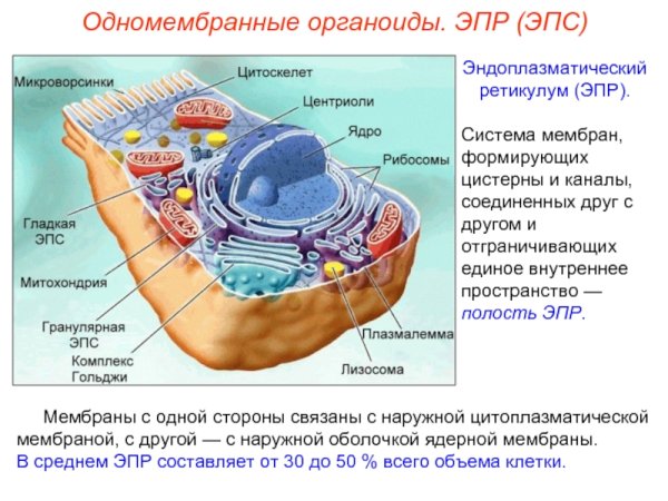 Эндоплазматическая сеть гладкая и шероховатая