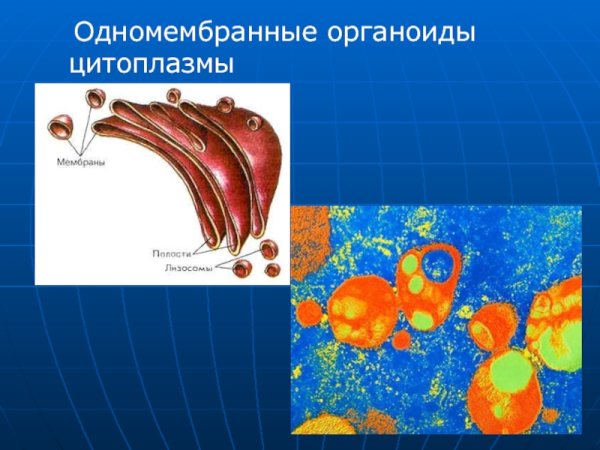 Одномембранные органоиды клетки рисунок