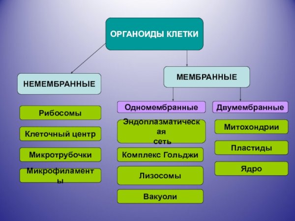 Одномембранные органеллы и немембранные