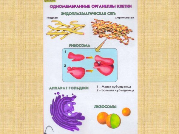 Строение одномембранных органоидов клетки