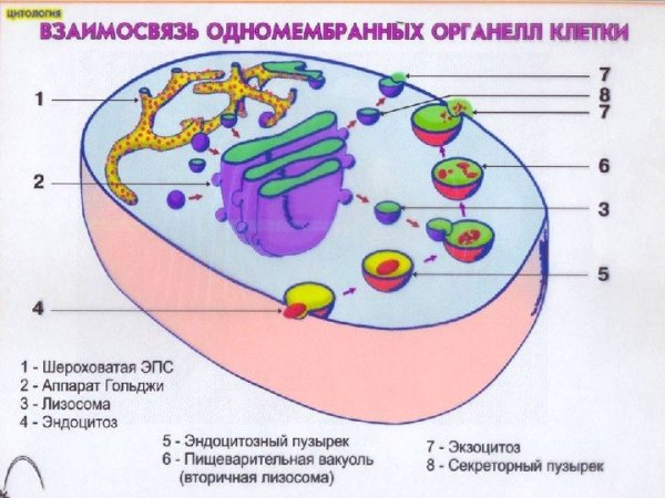 Микротрубочки одномембранные органоиды