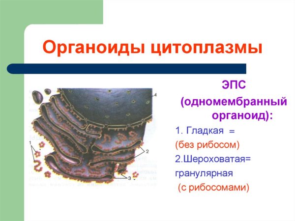 Гладкая эндоплазматическая сеть в клетке