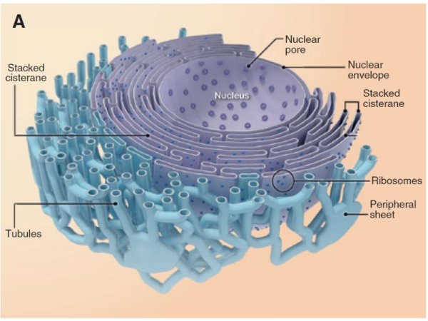 Мембранные органеллы эндоплазматическая сеть гранулярная