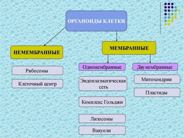 Структура клетки органоиды строение