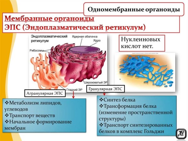 Микротрубочки одномембранные органоиды