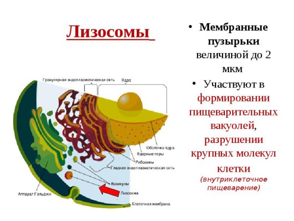 Функции одномембранных органоидов