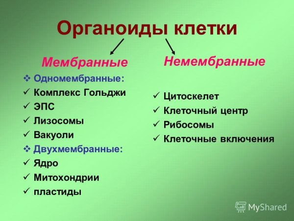 Органоиды и их функции