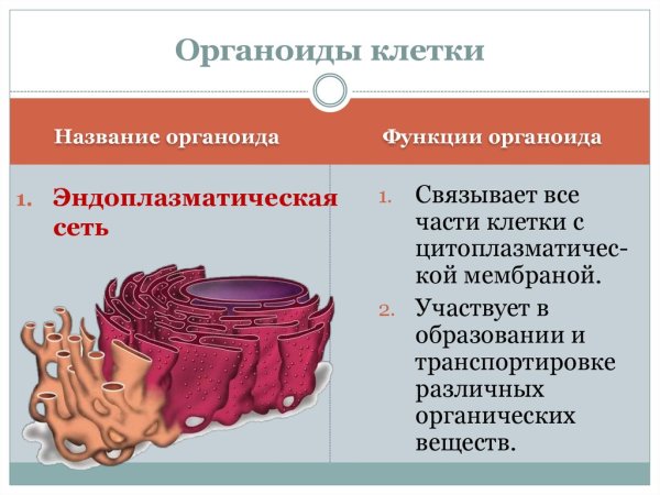 Мембранные органоиды клетки