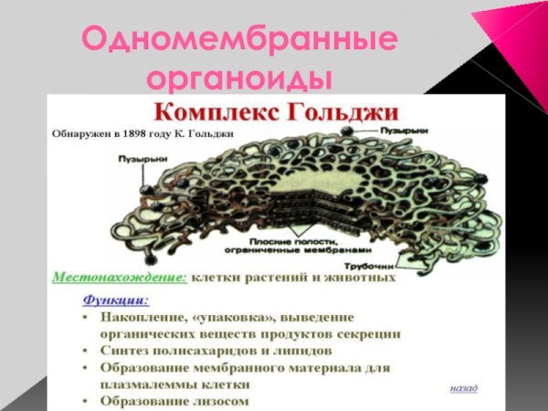 Эндоплазматическая сеть ретикулум