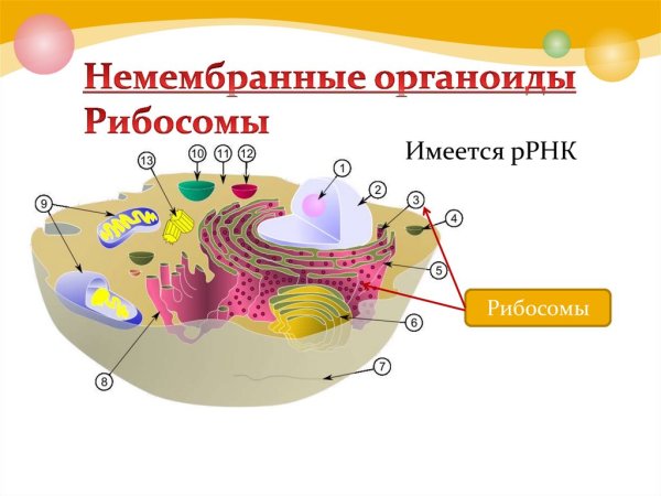 Схема классификации двумембранных органоидов клетки