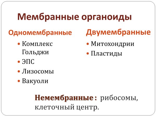 ЭПС строение органоида