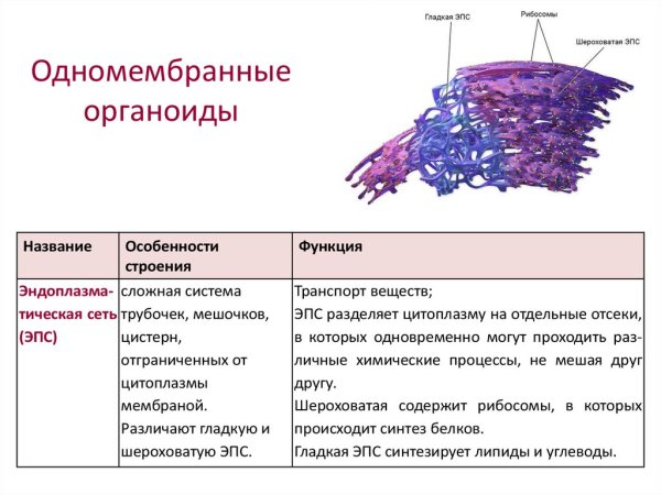 Органоиды клетки мембранные и немембранные двумембранные