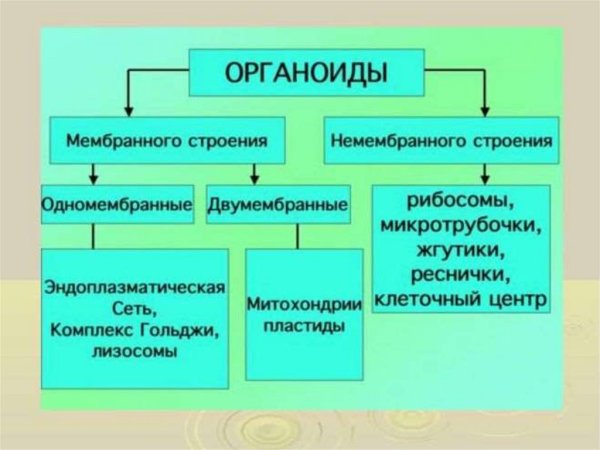 Строение эукариотической клетки и органеллы