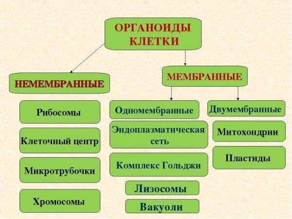 Шероховатая эндоплазматическая сеть в клетке