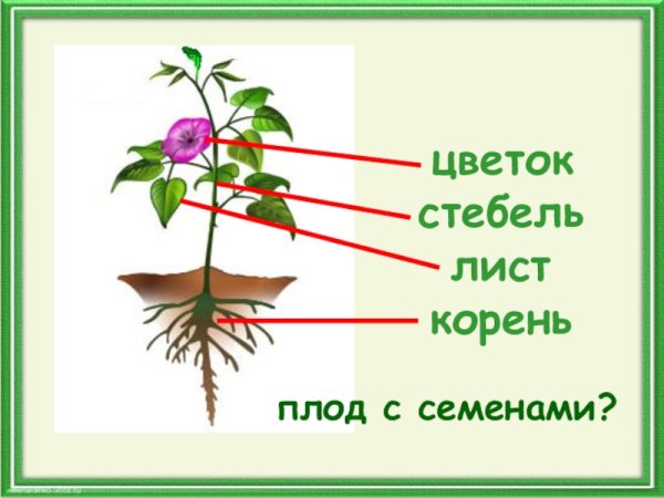 Строение стебля и корня растений