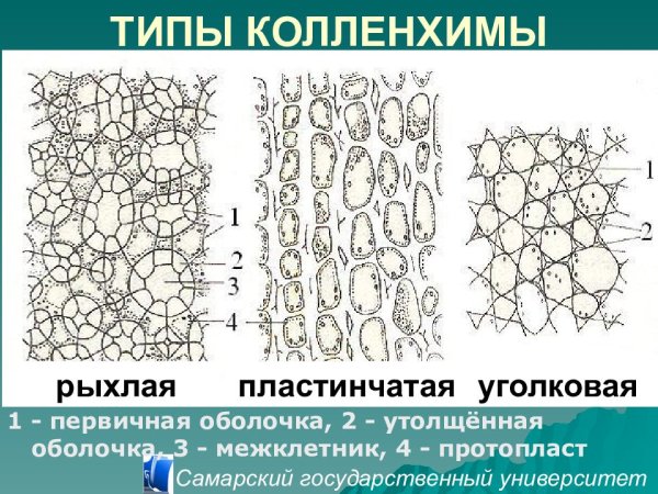 Уголковая колленхима строение
