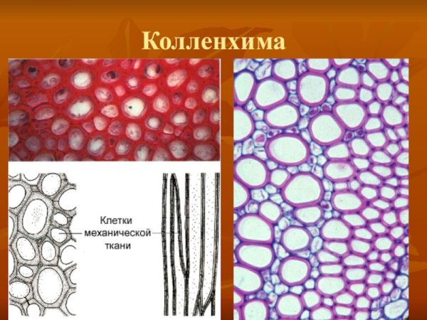 Уголковая колленхима строение