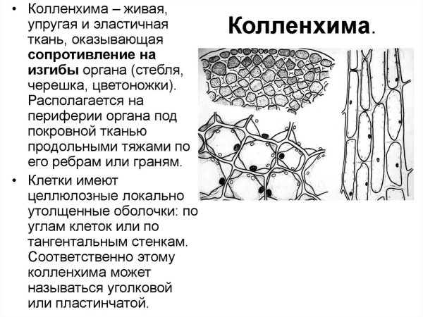 Уголковая колленхима строение