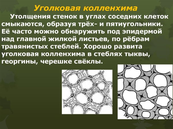 Уголковая колленхима