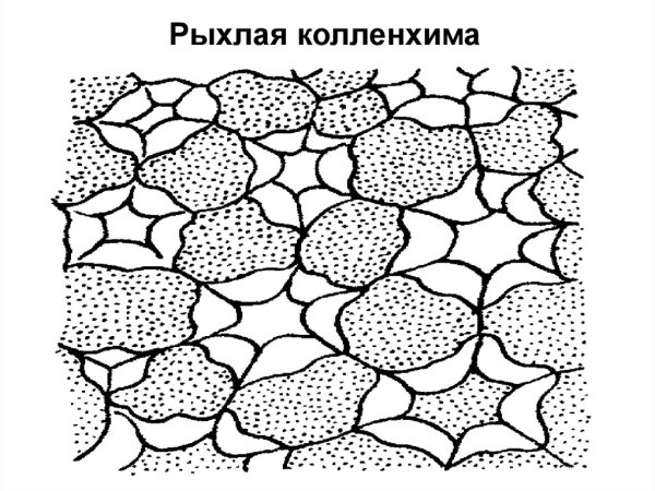 Механические ткани уголковая колленхима