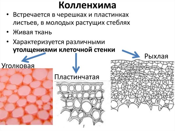 Механический ткани растений колленхима уголковая
