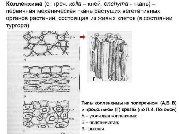 Механическая ткань растений колленхима