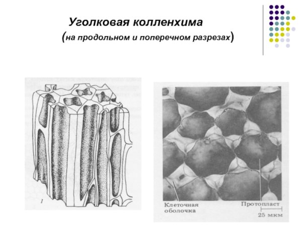 Механическая ткань растений колленхима