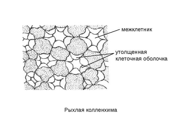 Пластинчатая колленхима строение