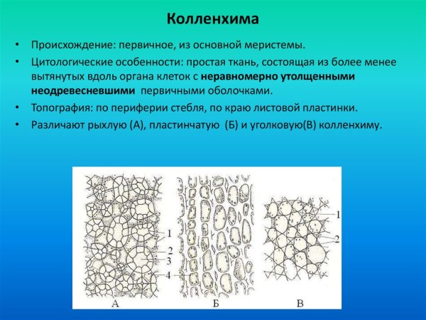 Уголковая колленхима строение