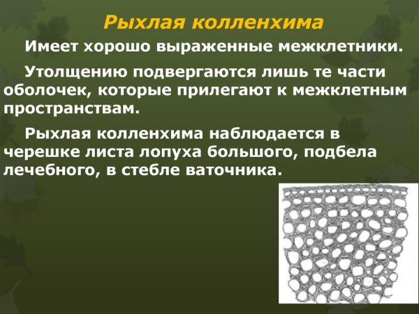 Колленхима уголковая пластинчатая рыхлая