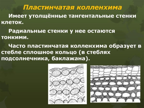 Колленхима черешка листа бегонии рис