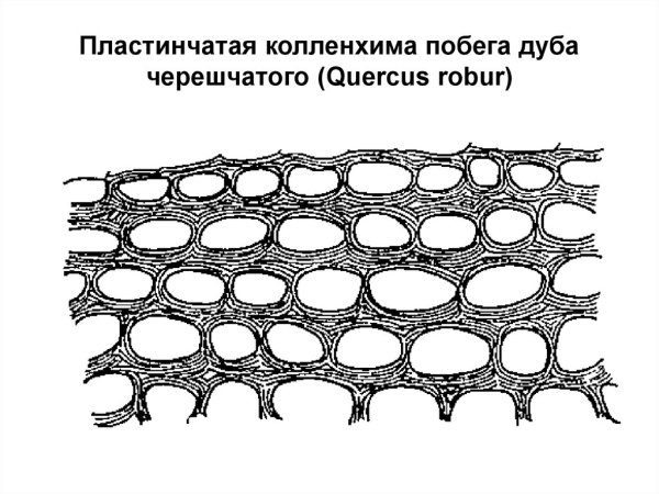 Уголковая и пластинчатая колленхима
