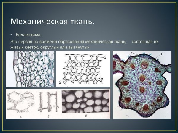 Уголковая колленхима строение