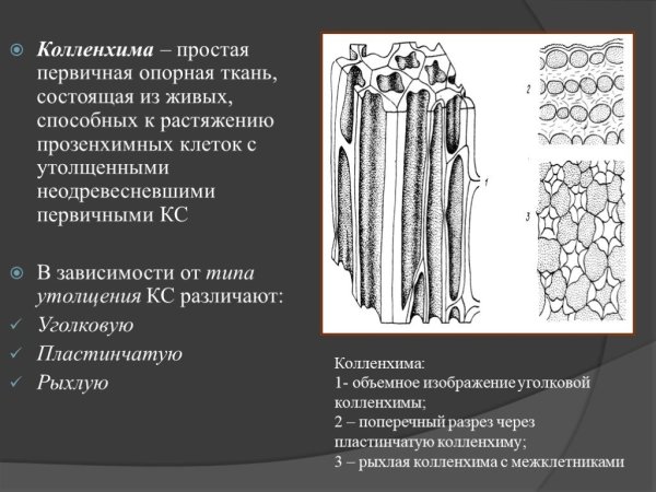 Уголковая колленхима в черешке листа свеклы