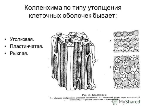 Строение колленхимы растений