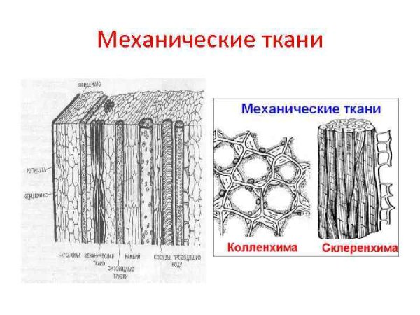 Механическая ткань колленхима строение