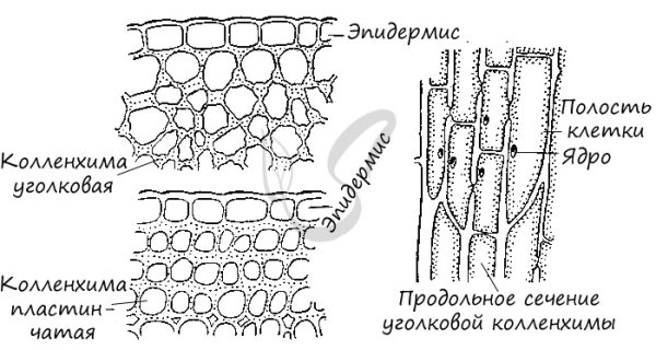 Строение механической ткани растений