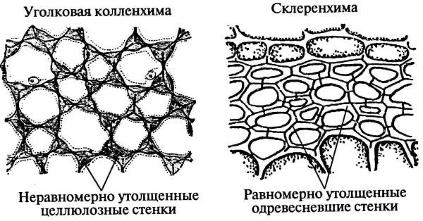 Механическая ткань колленхима и склеренхима