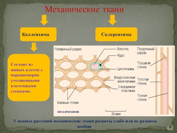 Паренхима и колленхима