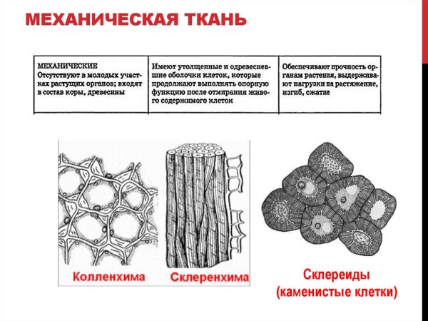 Механическая ткань растений колленхима