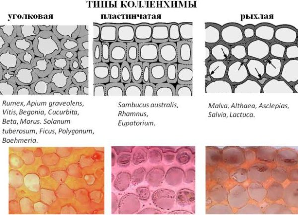 Механическая ткань растений колленхима и склеренхима склереиды