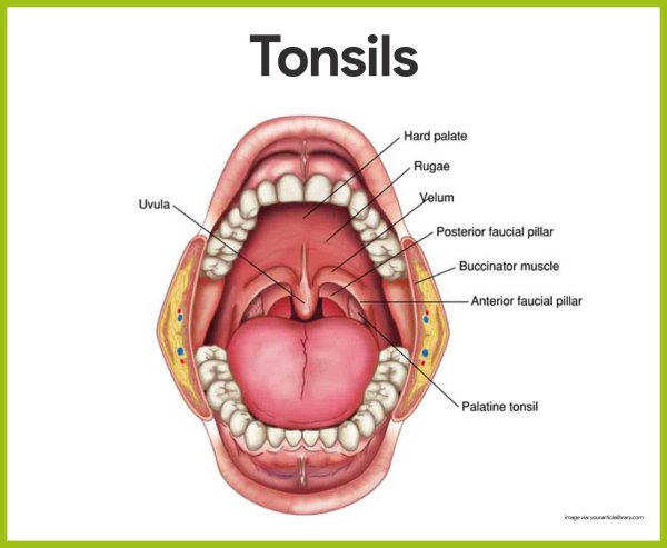 Ротовая полость oral cavity