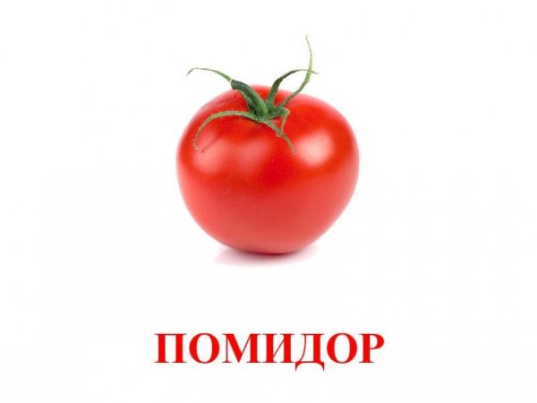 Помидоры на ветке на прозрачном фоне