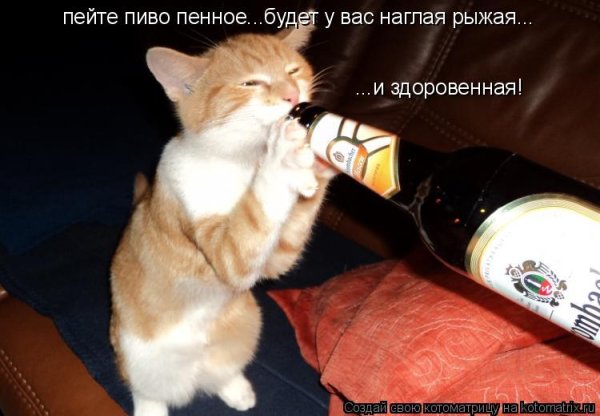 Котик пьет пиво