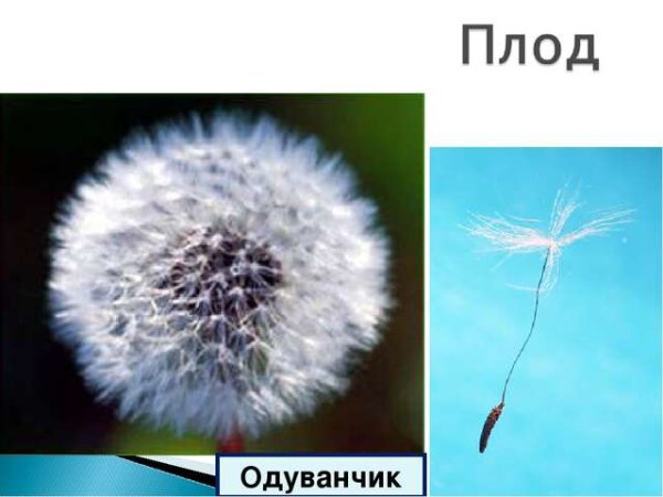 Плод одуванчика